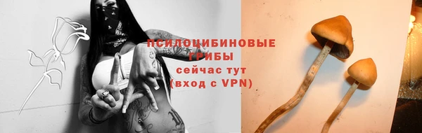 стаф Арсеньев