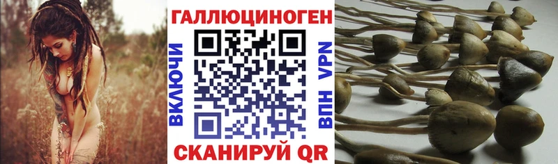 Псилоцибиновые грибы MAGIC MUSHROOMS  Купить где  Краснознаменск 